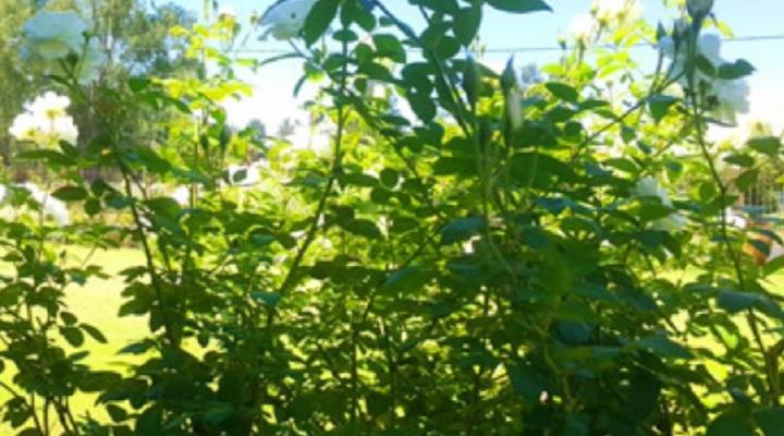 Dawnview Guest House