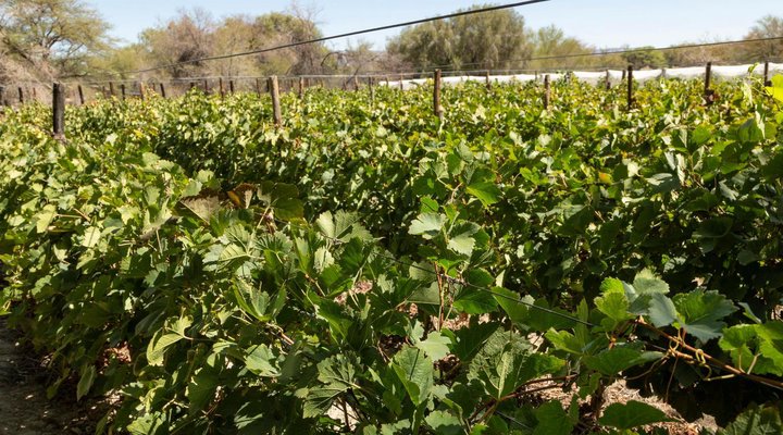 Neuras Wine and Wildlife Estate