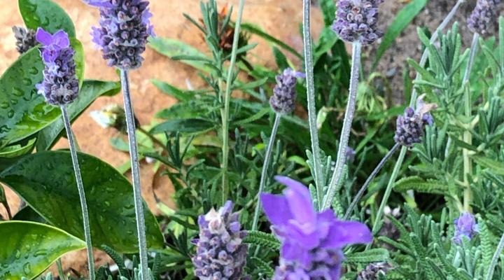 Camps Bay Blue Studios