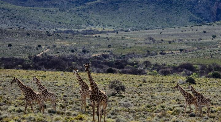 Elandspoort Private Game Reserve