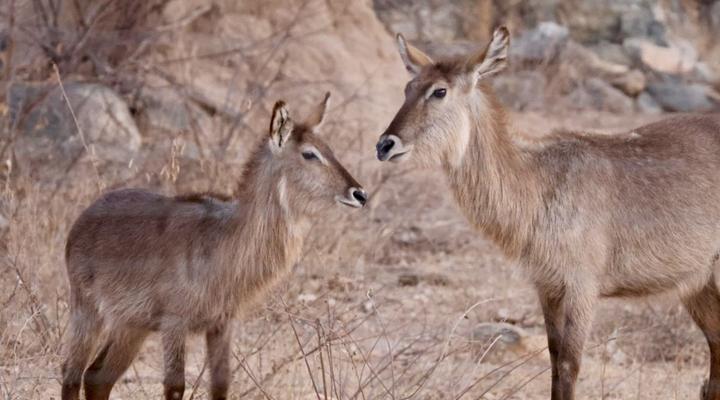 Thornhill Eco Lodge - Be at one with nature.