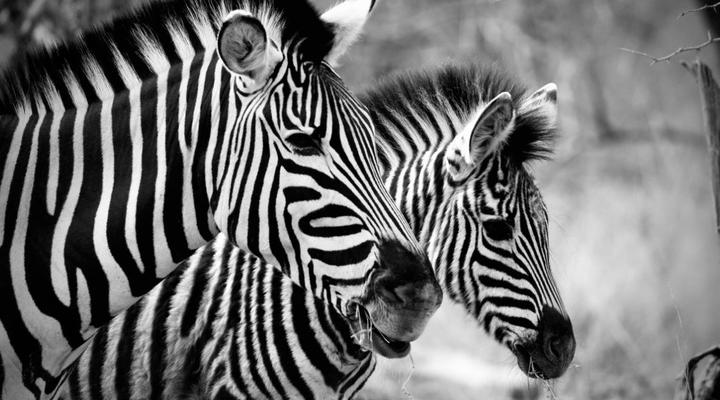 Thornhill Eco Lodge - Be at one with nature.