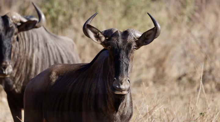 Thornhill Eco Lodge - Be at one with nature.