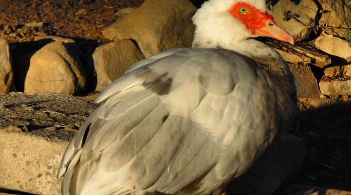 Zoetvlei Karoo Game & Guest Farm