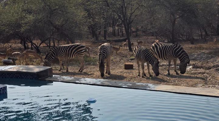 Inkolongwane Bush Lodge