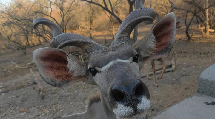 Inkolongwane Bush Lodge