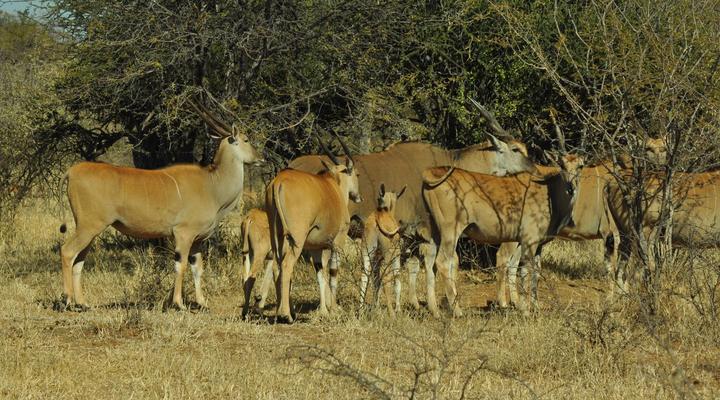 Sabella Bushveld Lodge