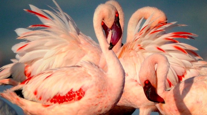 Lake Natron Tented Camp
