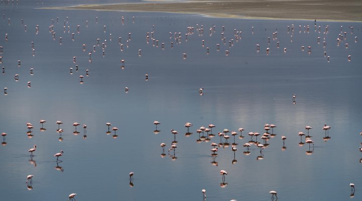 Lake Natron Tented Camp