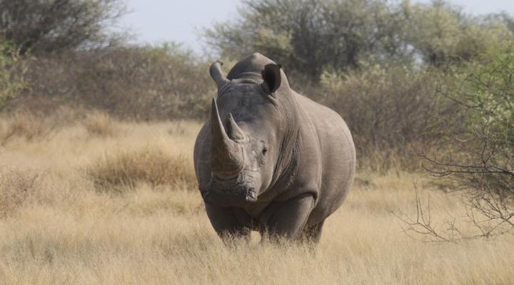 Grassland Safari Lodge