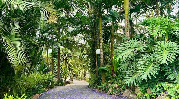 Loerieroep at Nelspruit