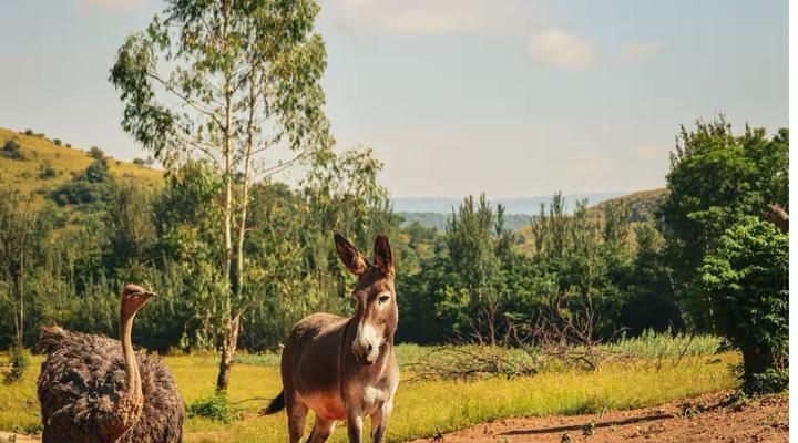 Country Retreat in Magaliesburg