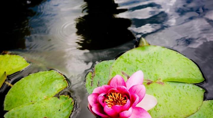 Country Retreat in Magaliesburg