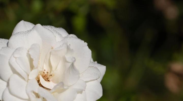 Country Retreat in Magaliesburg