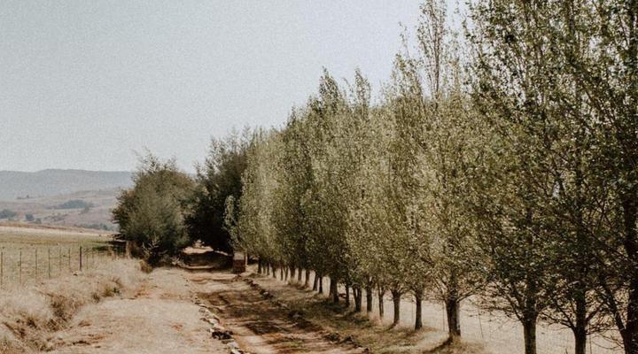 African Leaves Trout Lodge