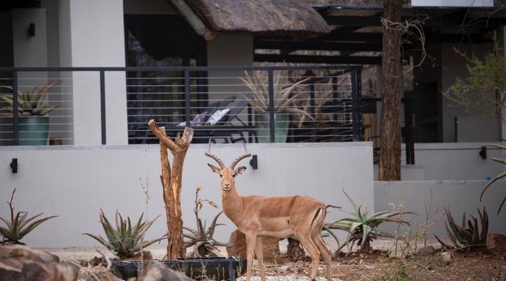 Bateleur Kruger Lodge