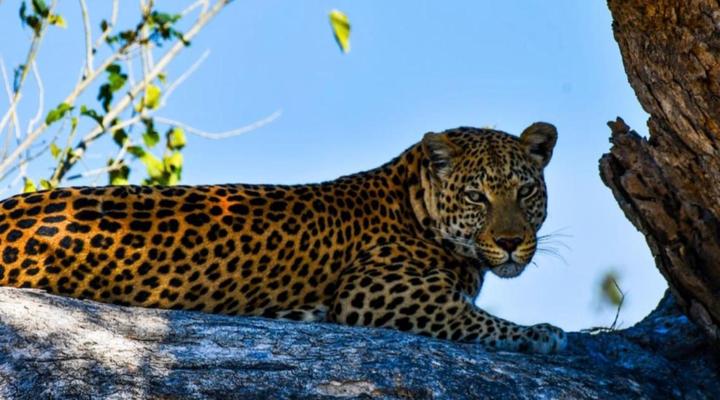 Bateleur Kruger Lodge