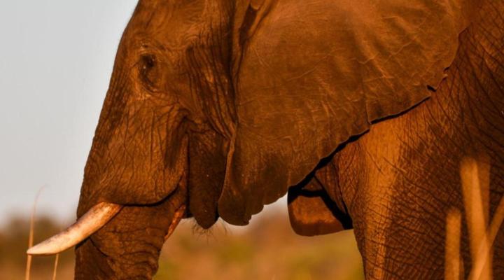 Bateleur Kruger Lodge