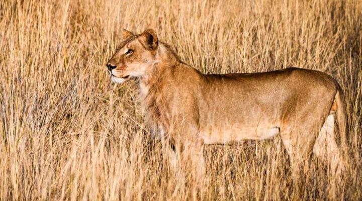 Bateleur Kruger Lodge