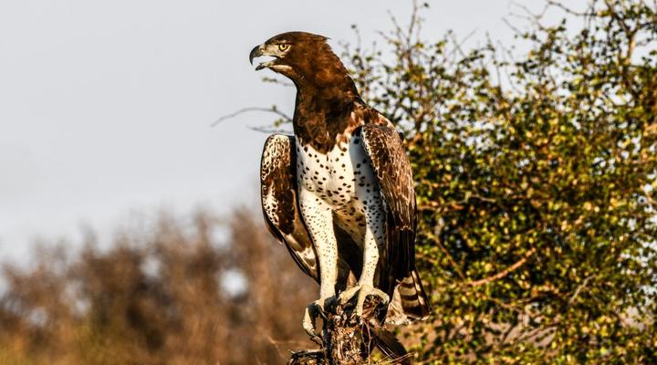 Bateleur Kruger Lodge