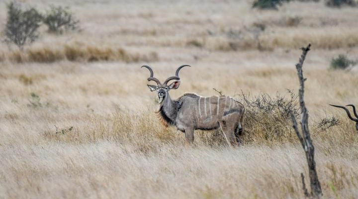 Bateleur Kruger Lodge