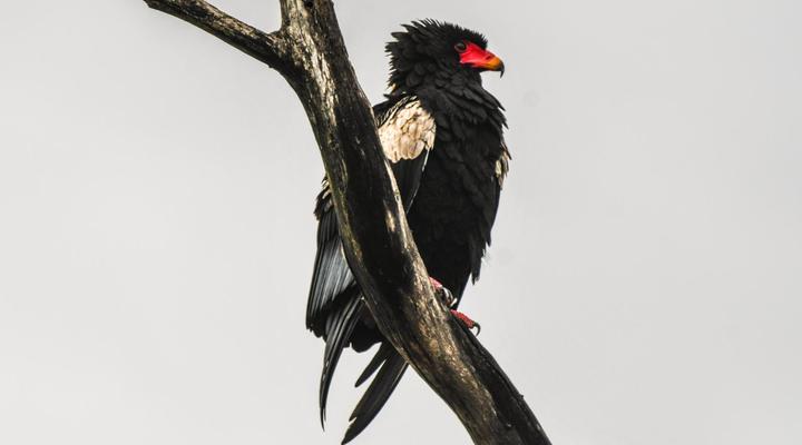 Bateleur Kruger Lodge