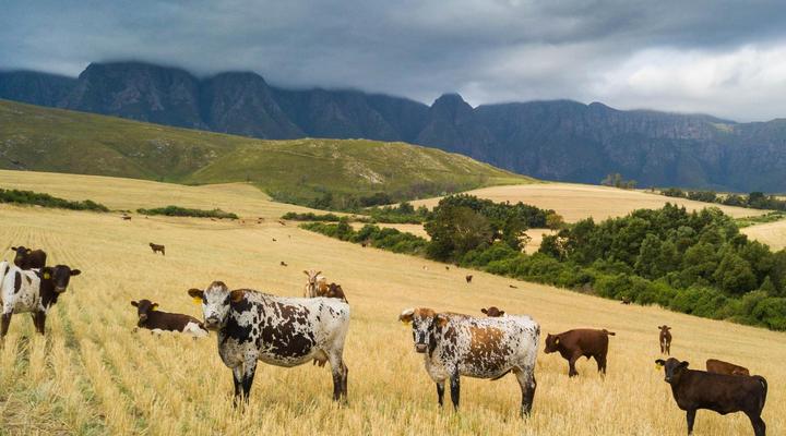 Kromrivier Farm Accommodation