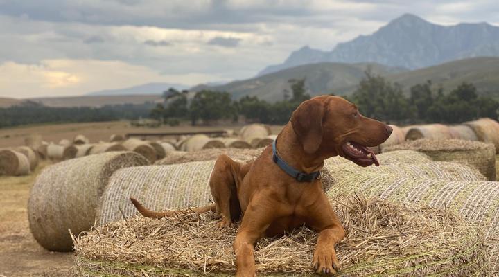 Kromrivier Farm Accommodation