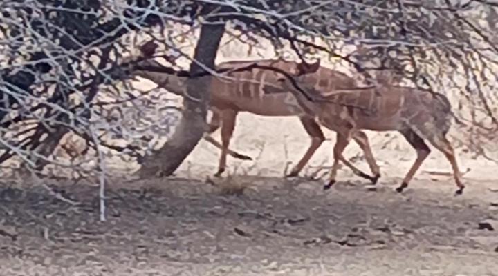 419 The Hornbills Nest