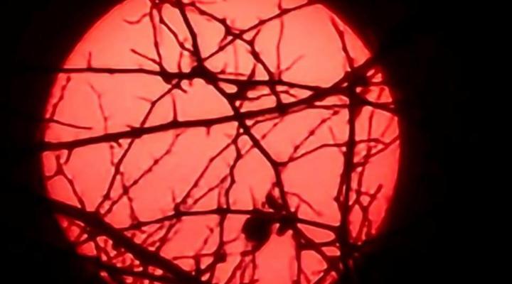 419 The Hornbills Nest