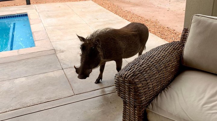 Rooibos Bush Lodge