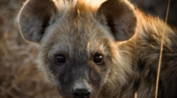 Simbavati Mvubu Cottage