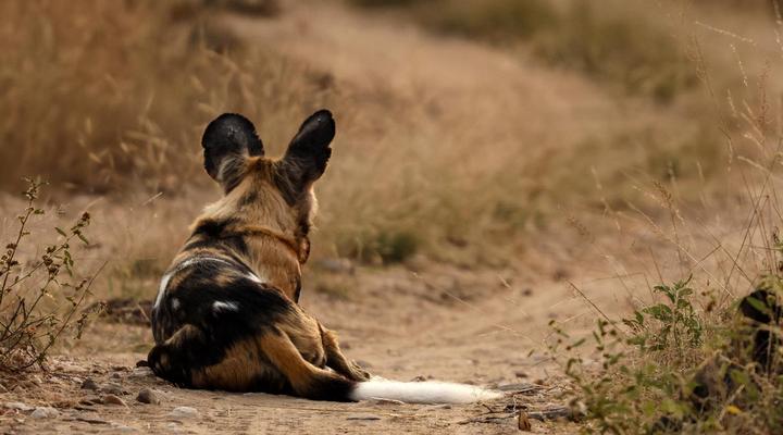 Simbavati Mvubu Cottage