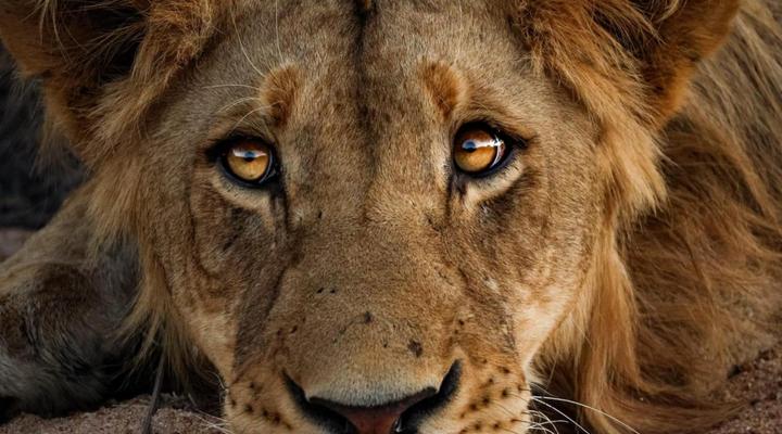 Simbavati Mvubu Cottage