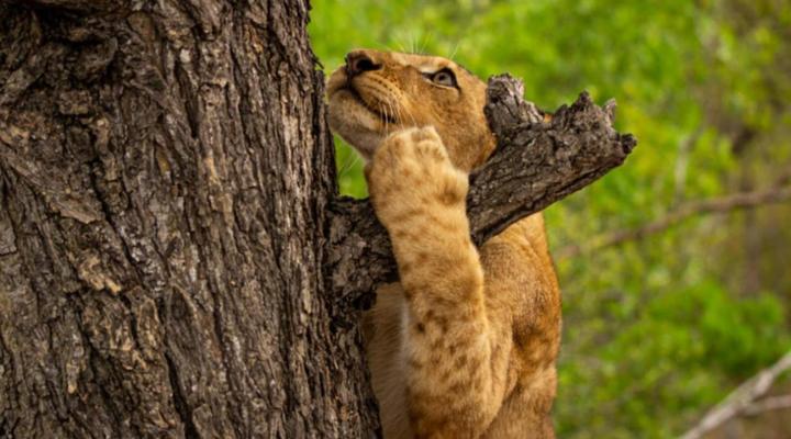 Simbavati Mvubu Cottage