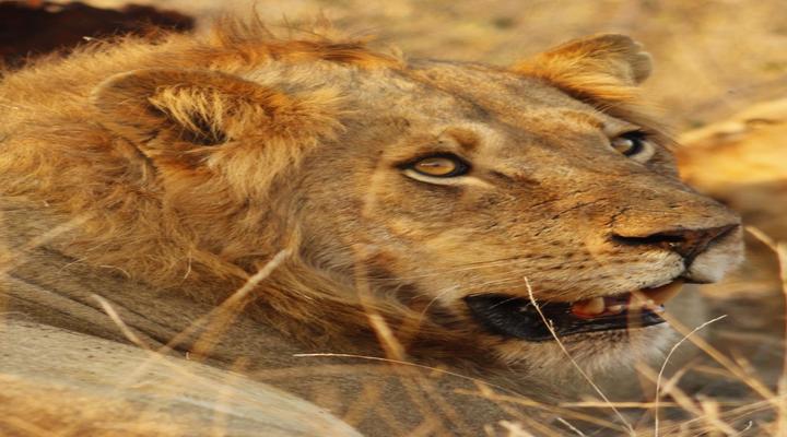 Simbavati River Lodge