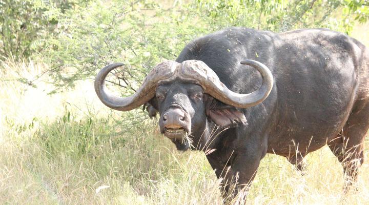 Bealey Buffels Trust