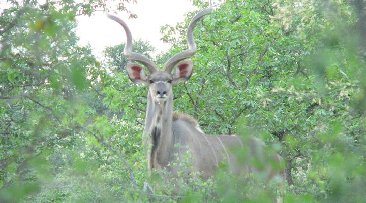 Bealey Buffels Trust