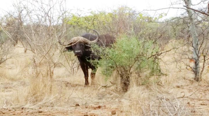 Bealey Buffels Trust