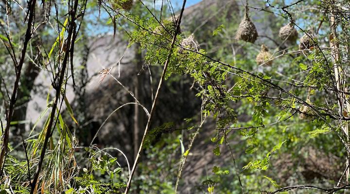 Kwalape Safari Lodge