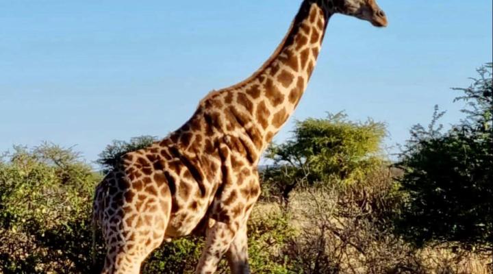 Gamagara Africa Private Nature Reserve