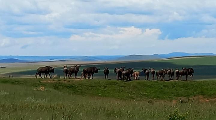 Mount Everest Guest Farm