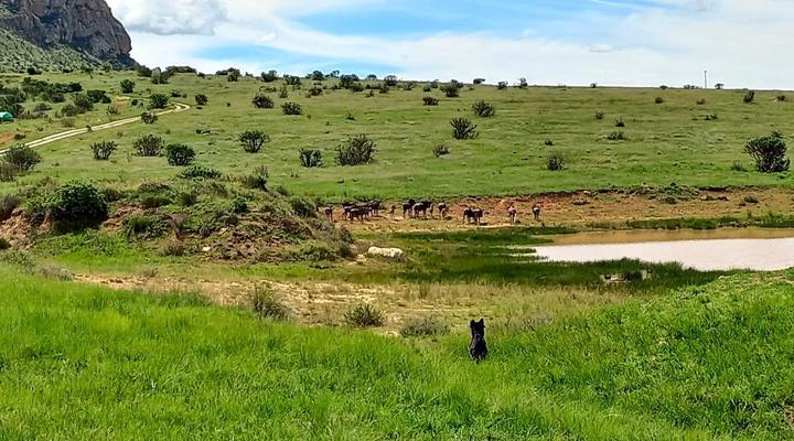 Mount Everest Guest Farm