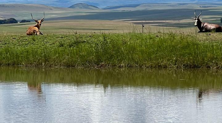 Mount Everest Guest Farm