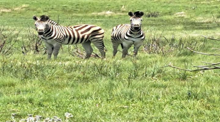 Mount Everest Guest Farm