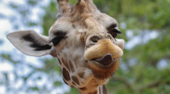 Ubizane Zululand Tree Lodge