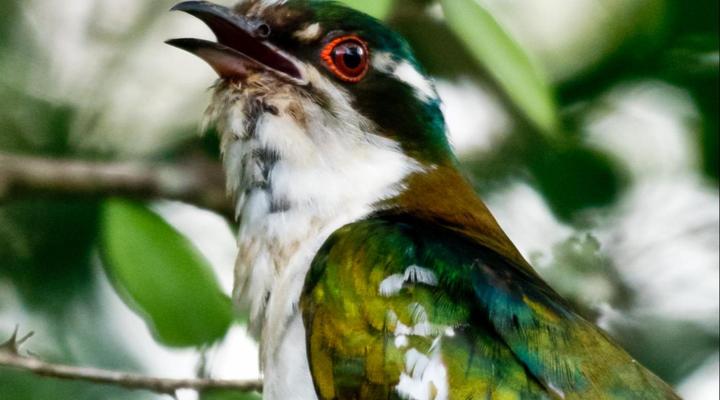 Ubizane Zululand Tree Lodge