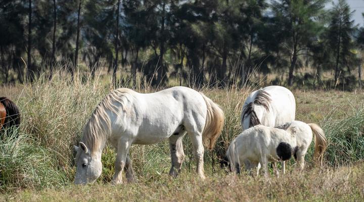 Ludus Magnus Luxury Guest House
