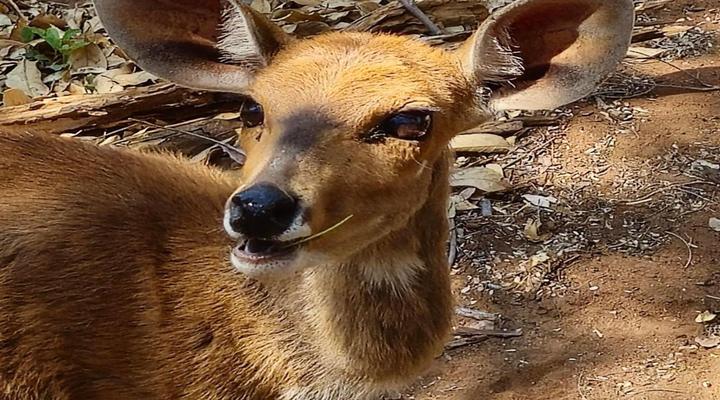 Phakela Private Game Lodge