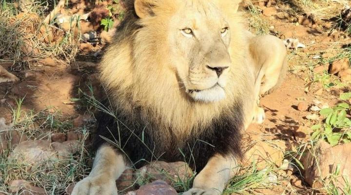 Phakela Private Game Lodge